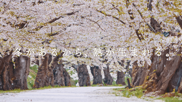 弘前公園(桜)