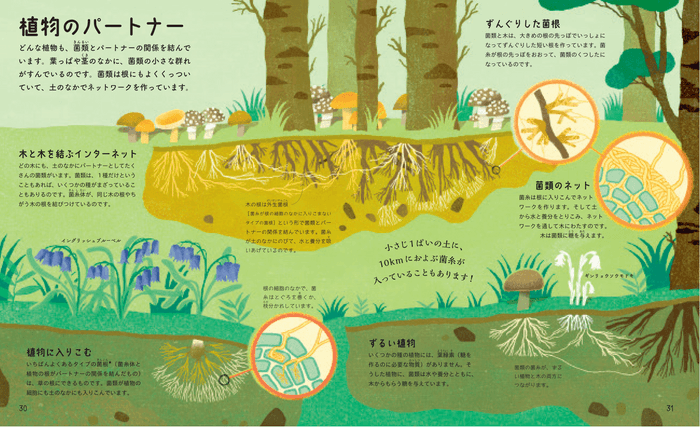 P.30「植物のパートナー」より