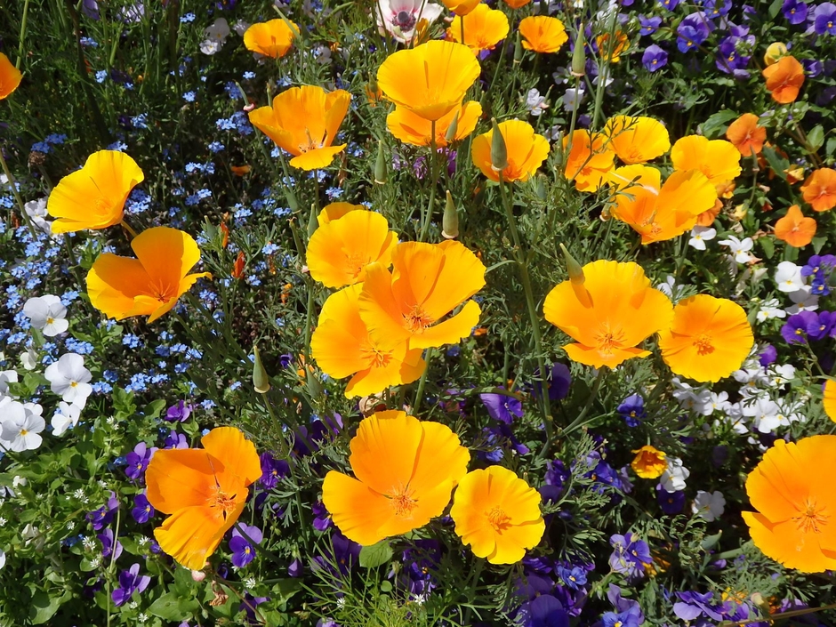 エスコルチア (5月上旬～6月中旬)