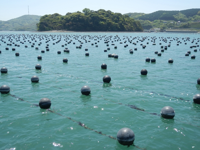 愛媛県御荘湾の様子