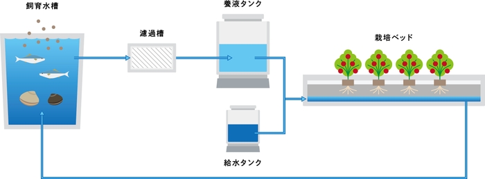 「アクアポニックス」の仕組み