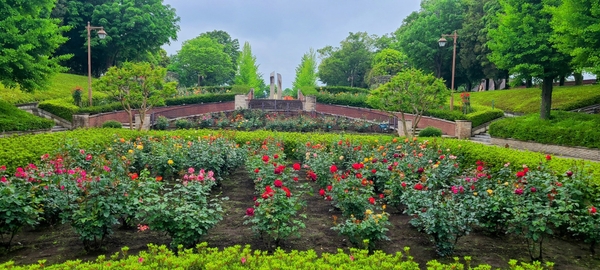 最盛期のバラ園（昨年の様子）