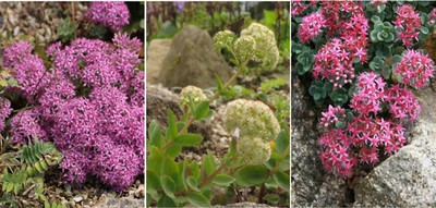 六甲高山植物園　秋に咲く数少ない高山植物 様々な「ミセバヤ」が見頃を迎えました！