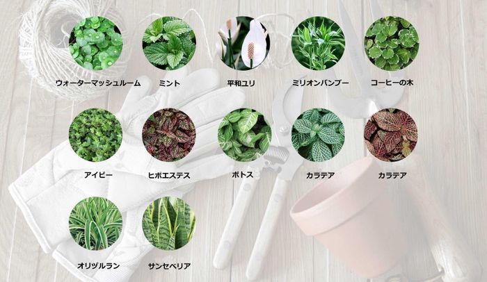 おすすめの植物