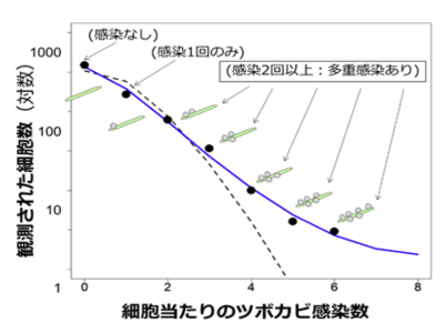 図2．イタケイソウにおける多重感染数の分布