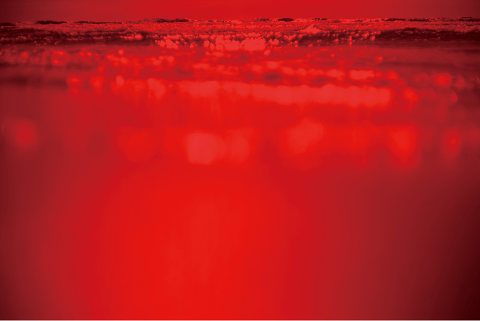 写真作品「LIFEBLOOD」