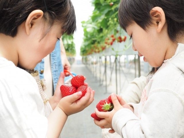 青空いちご狩り体験