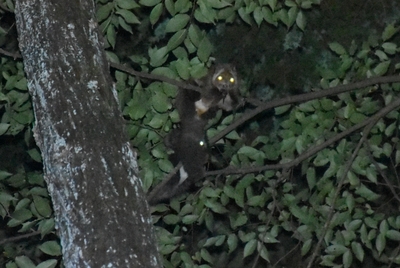 運が良ければ夜行性の動物に会えるかも？