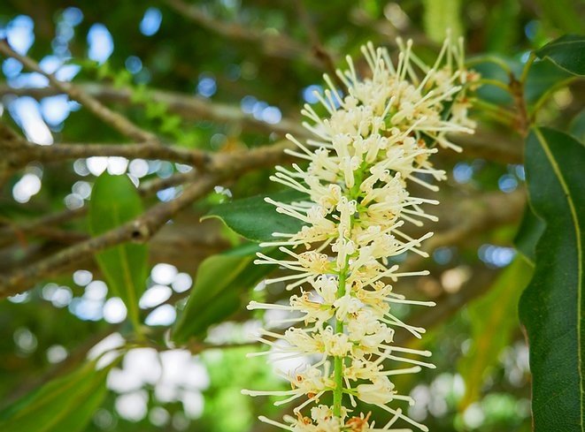 Macadamia Flowers