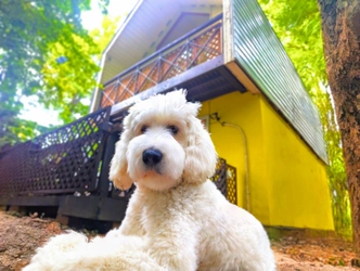 平日だけの、特別な滞在を　Mimoza Retreat NASU 平日限定「愛犬リトリートプラン」を発売