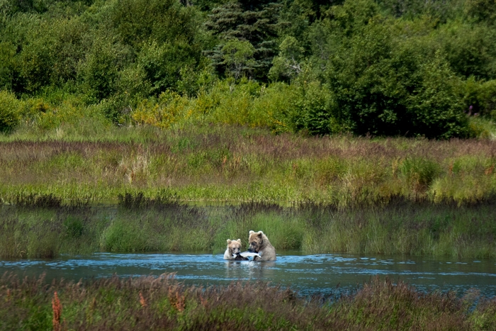 グリズリーの母子/アラスカ・アメリカ (C)Junji Takasago