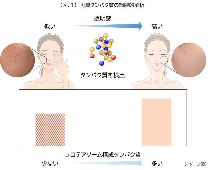 (図.1)角層タンパク質の網羅的解析