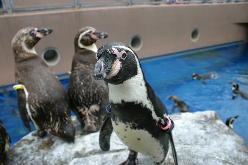 ペンギン ※画像はイメージです