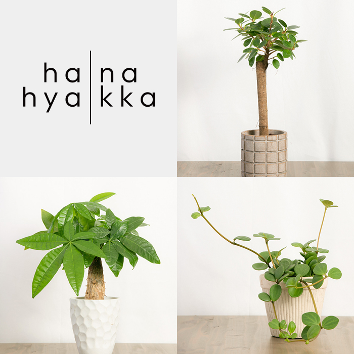 お花のオンラインショップ【花百花】はなひゃっか 新たに観葉植物ページが誕生しました!