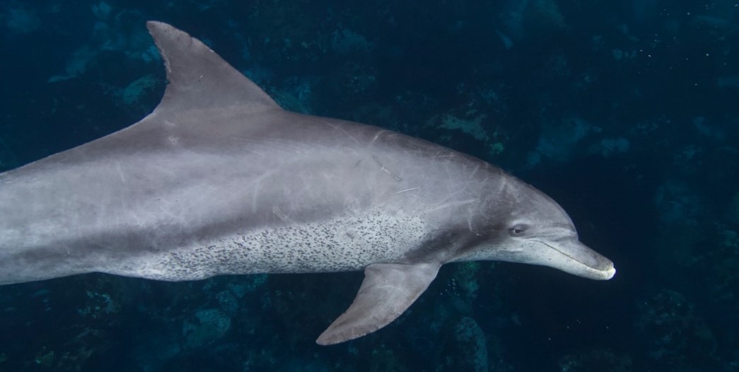 世界初！イルカに触れずに年齢を推定する方法を開発 野生ミナミ 