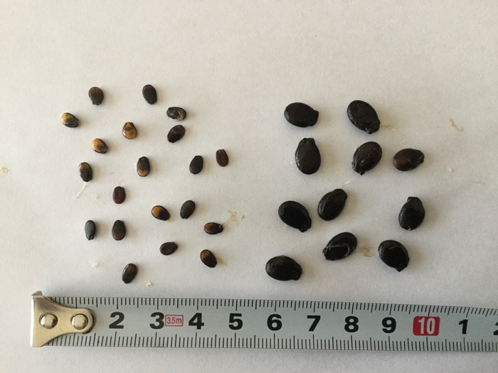 種子サイズの比較。写真左:新品種「ピノ・ガール」種子/右:従来の小玉西瓜の種子