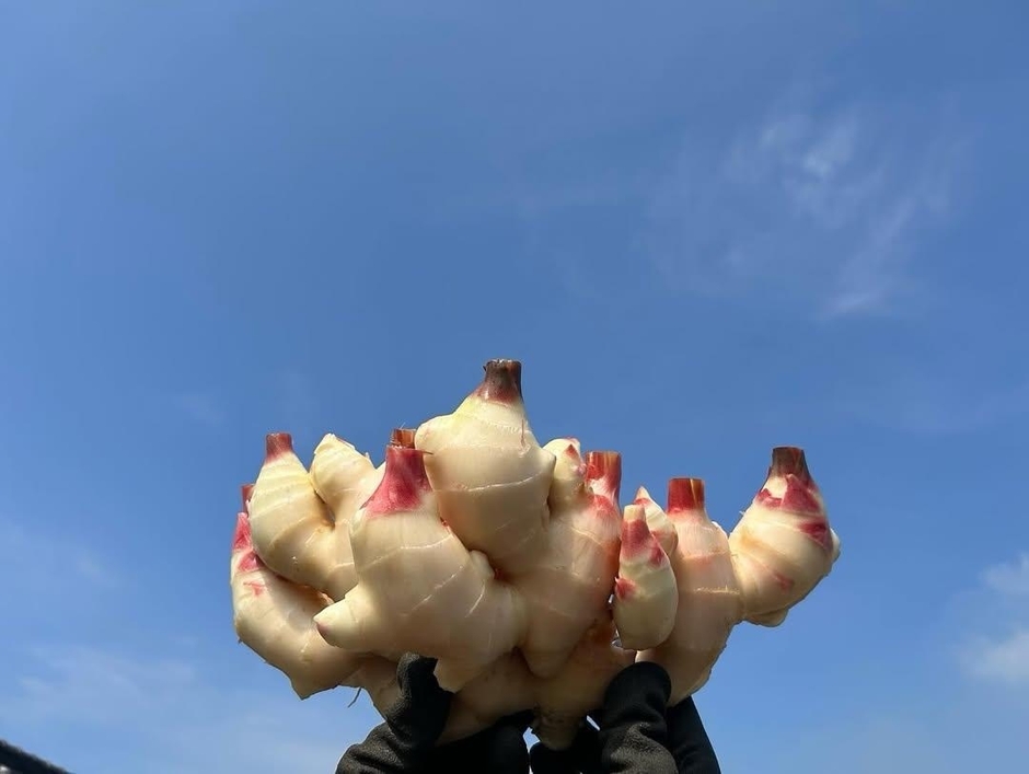 砂地栽培の畑からみずみずしい新しょうがが収穫されます(田村農園　提供)