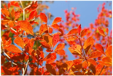 六甲高山植物園 一足早く「紅葉」が見頃！ ライトアップイベント「夜の紅葉散策」も開催中