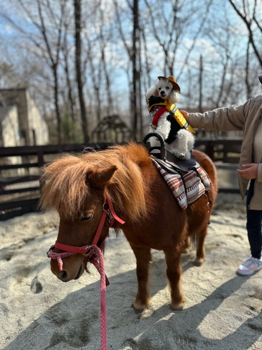 わんちゃんポニー乗馬体験