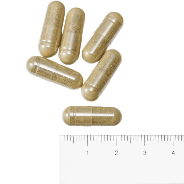 エキナセアファミリーサイズ粒画像