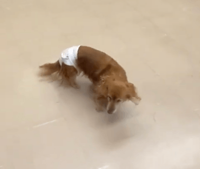 飼い主が呼びかけても知らんふりのクーチェ