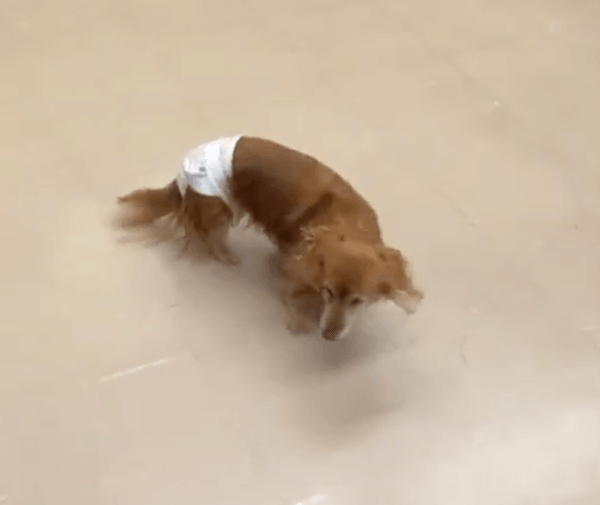 飼い主が呼びかけても知らんふりのクーチェ