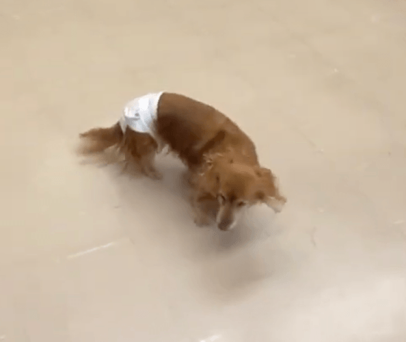 飼い主が呼びかけても知らんふりのクーチェ
