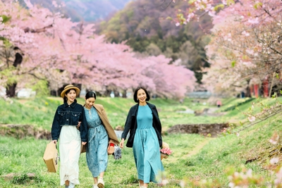 観音寺川の桜並木の散策