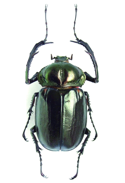 ヤンバルテナガコガネ(ホロタイプ標本)_(C)国立科学博物館