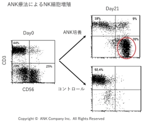 ANK療法が固形癌にも有効な論文が掲載　 PD-L1発現の有無とNK細胞の傷害効率の関係についても考察　 リンパ球バンクがANK免疫細胞療法のための培養センターを提供