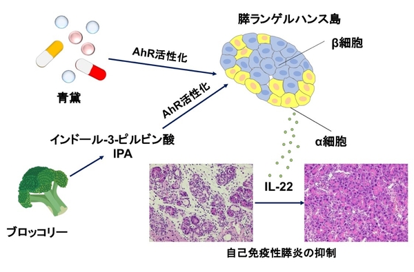AhR機能活性化による膵組織修復メカニズム