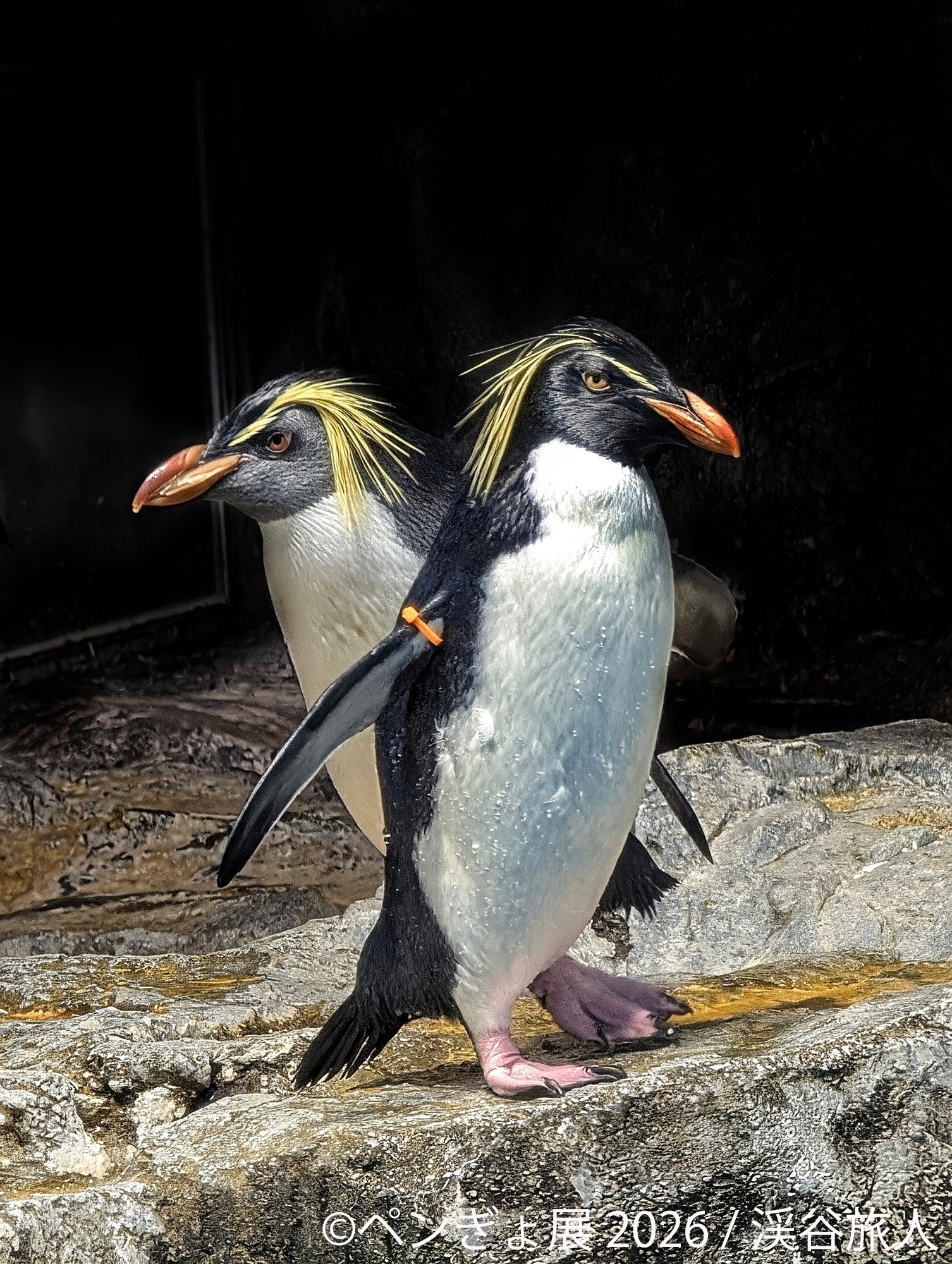ペンギンネコアアム追加写真確認用 暑い夏に涼を届ける“ペンギン＆金魚”の癒やし作品が集結 「ペンぎょ展