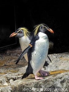 暑い夏に涼を届ける“ペンギン＆金魚”の癒やし作品が集結 「ペンぎょ展 2026」7/10(金)より東京で開催！限定グッズも登場