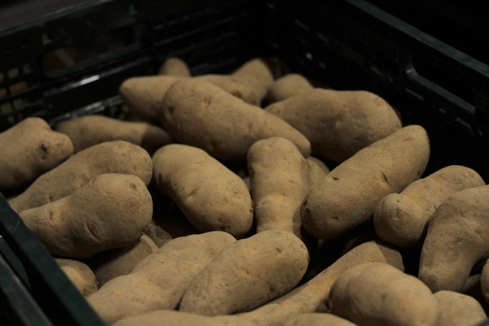 雪蔵甘熟メークイン(二冬越し)