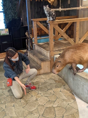 カピバラのトレーニング体験