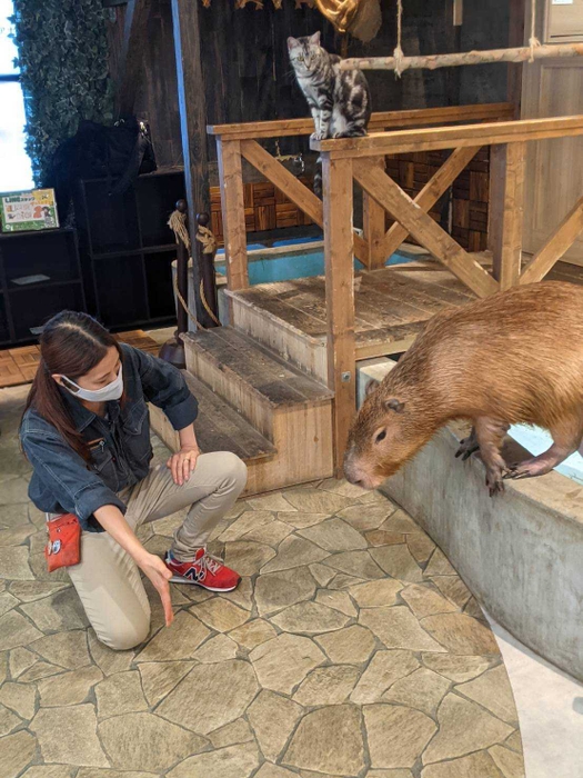 カピバラのトレーニング体験