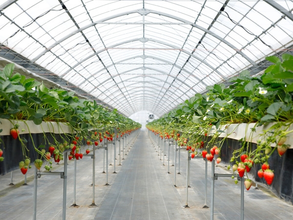 車いすも安心。広々とした農園