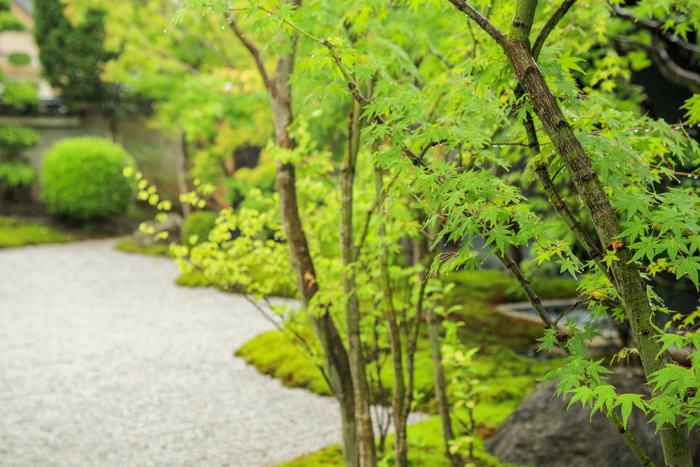 この時期には紅葉が見られる「eXcafe京都嵐山本店」の日本庭園