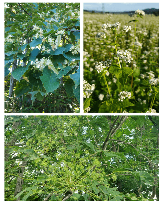 左上　菩提樹の花　右上　そばの花　下　せんの花