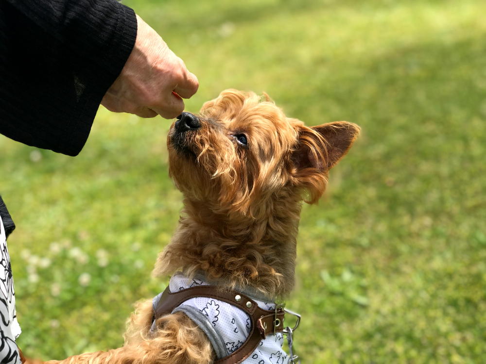【淡路島】愛犬と一緒に過ごせる宿で、一緒に泊まり、一緒にご飯
愛犬専用の淡路島グルメ、ドッグランにミニプール
グランピングとトレーラーハウスの2施設で 