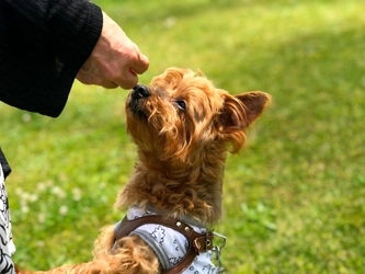 【淡路島】愛犬と一緒に過ごせる宿で、一緒に泊まり、一緒にご飯
愛犬専用の淡路島グルメ、ドッグランにミニプール
グランピングとトレーラーハウスの2施設で 