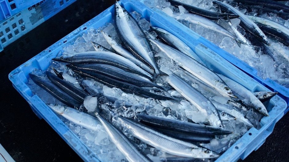 生さんま2000匹のおふるまいです！