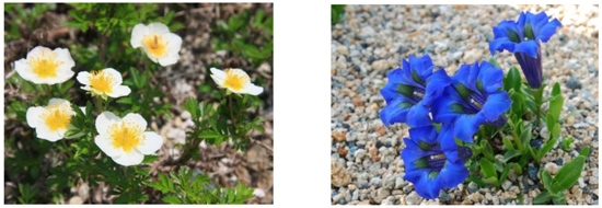 六甲高山植物園(左)チングルマ (右)ゲンチアナ・アコーリス