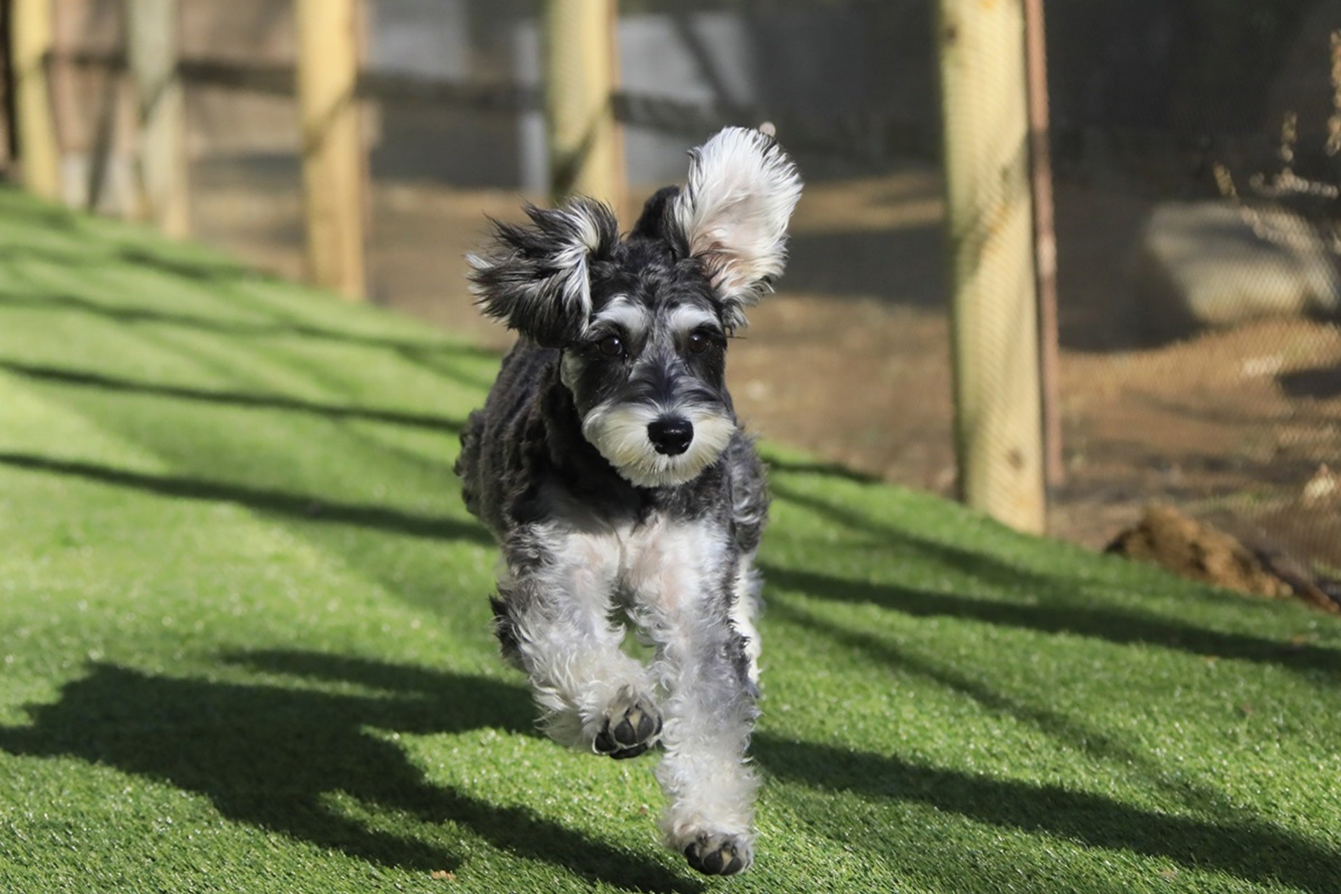 新潟の温泉リゾート宿「ゆとりろ越後湯沢」が愛犬同伴宿泊サービスを開始 専用客室およびドッグランを新設|2026年6月より
