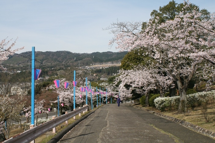 【かみね公園の桜並木（平成25年度）】