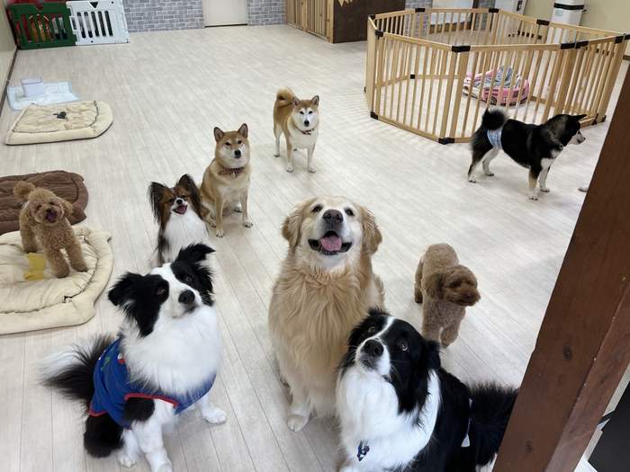 大型犬～小型犬