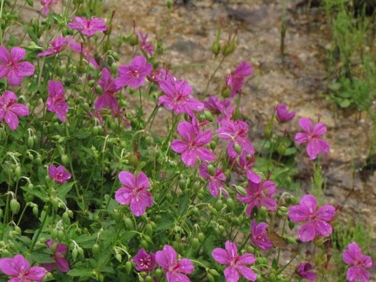 アサマフウロ(フウロソウ科)