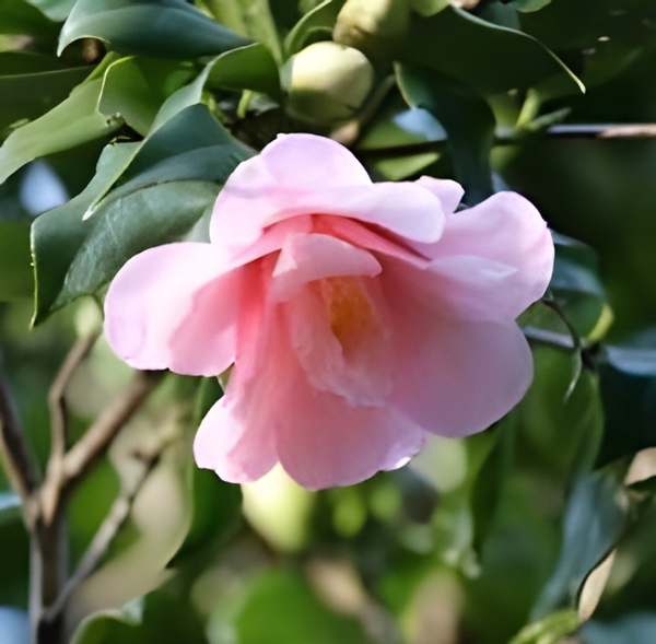 ツバキ‘神代都鳥’