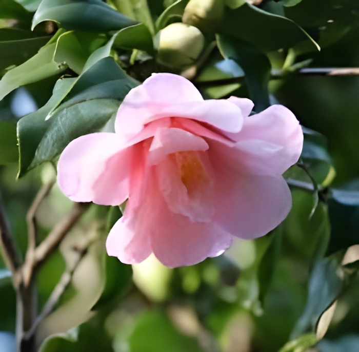 ツバキ‘神代都鳥’