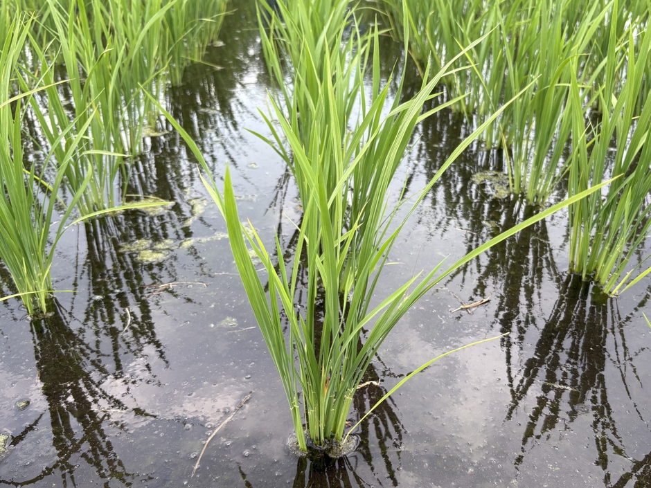 熊本の水で育つ稲の様子